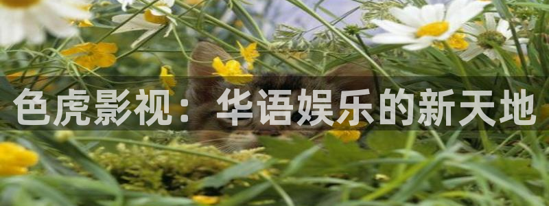 飞马影视
